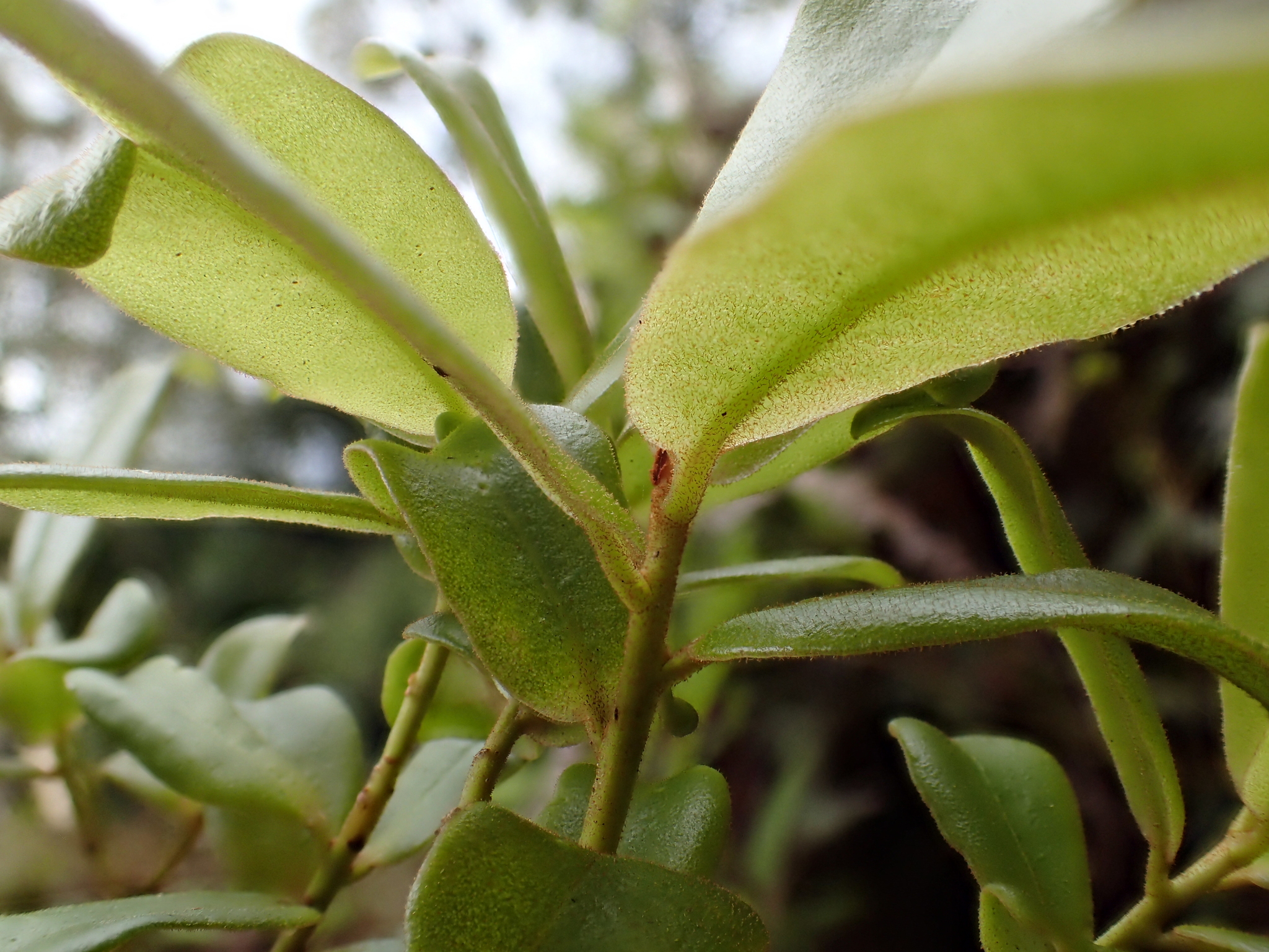 Myrsine mezii