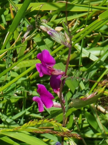 Vicia sativa image