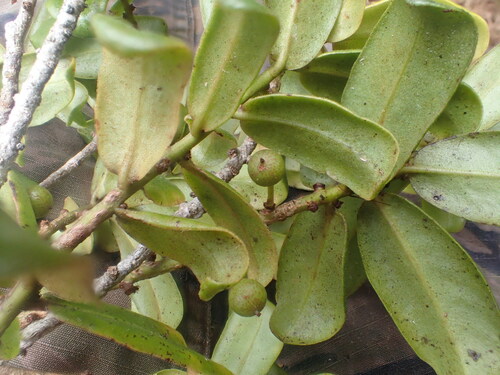 Myrsine mezii observed 2017-04-27
