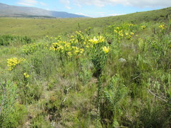 Leucadendron elimense vyeboomense