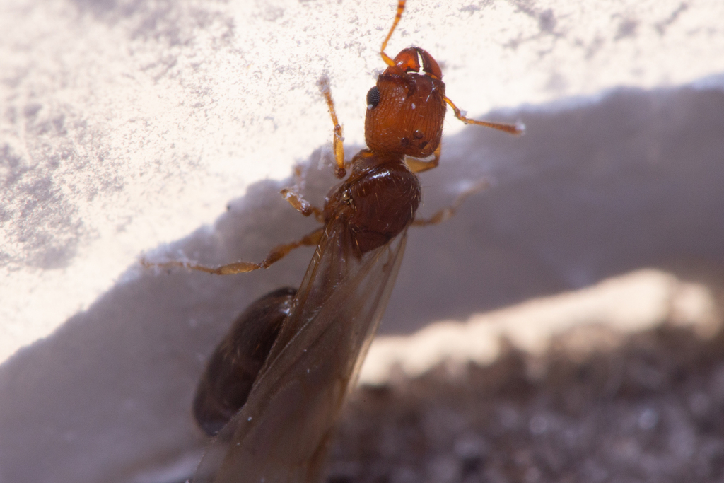 Pheidole parva from Verona Walk, FL 34114, USA on April 24, 2023 at 07: ...