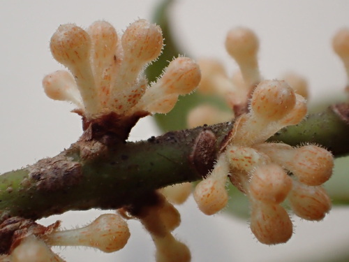 Myrsine mezii observed 2019-11-26