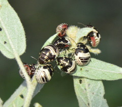 Orsilochides stictica
