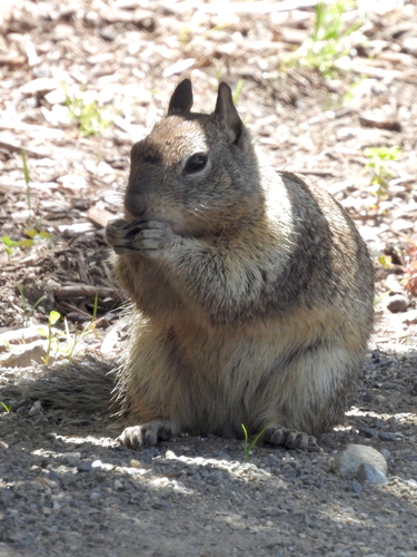 California Ground Squirrel