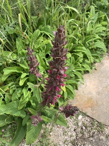 iNaturalist observation photo of Hummingbird Sage
