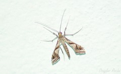 Lineodes integra