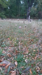 Armeria maritima elongata