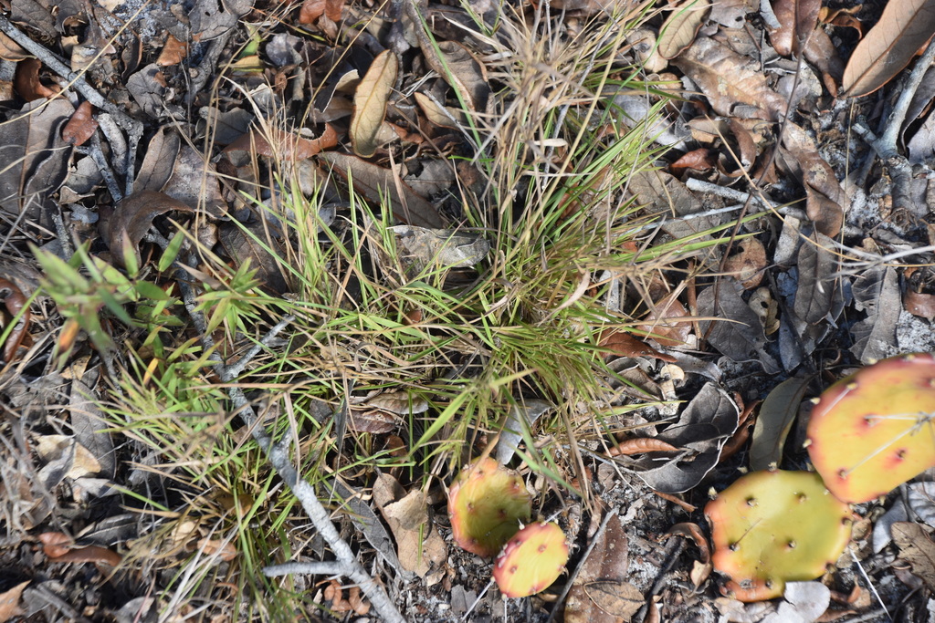 smooth-leaved witchgrass