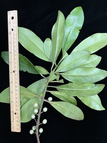 Myrsine palauensis observed 2022-06-22