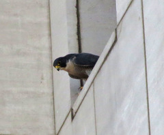 Falco peregrinus