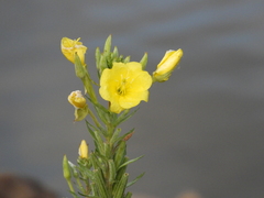 Oenothera oakesiana