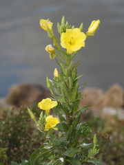 Oenothera oakesiana