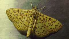 Polygrammodes eleuata