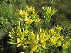 Leucadendron elimense vyeboomense
