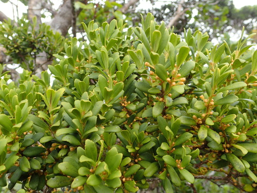 Myrsine punctata