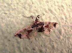 Neoleucinodes