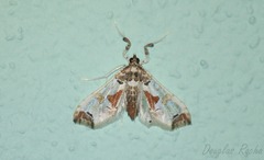 Neoleucinodes elegantalis
