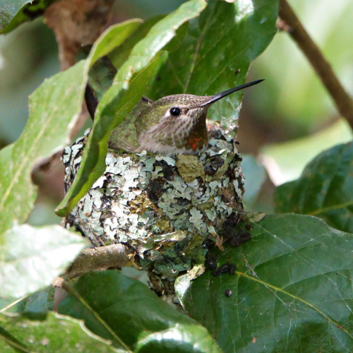 Anna's Hummingbird photographed in Washington
