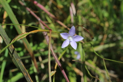 Wahlenbergia rupestris