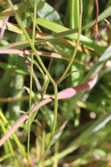 Wahlenbergia rupestris