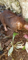 Heterogeomys hispidus yucatanensis