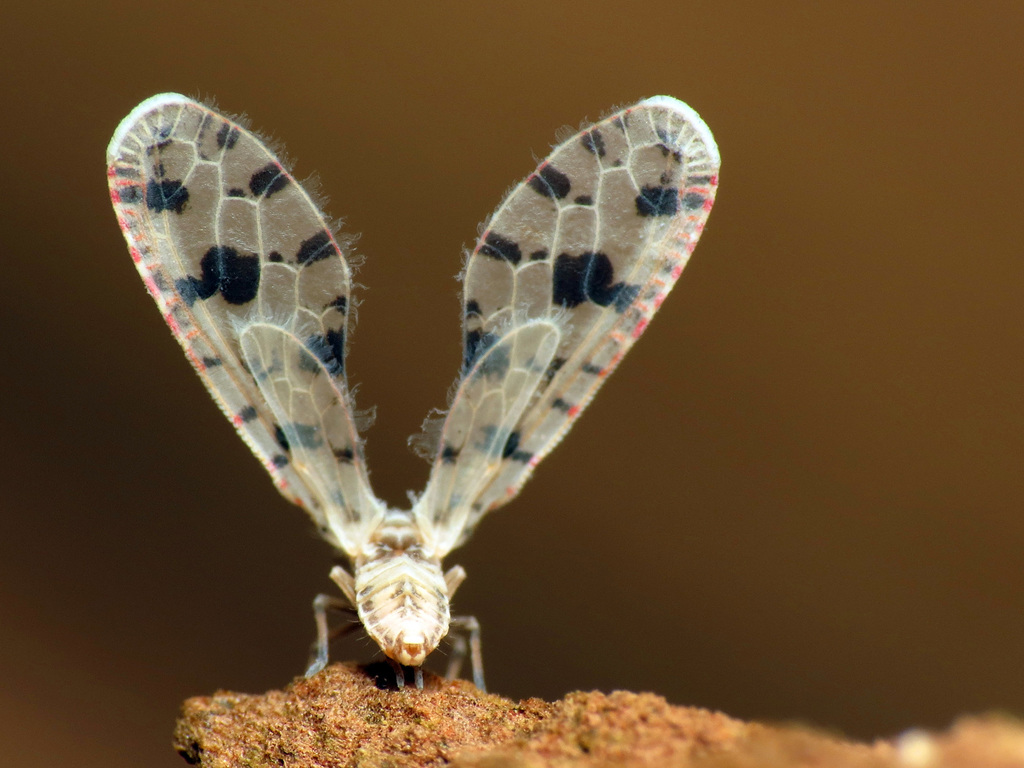 Sikaiana harti
