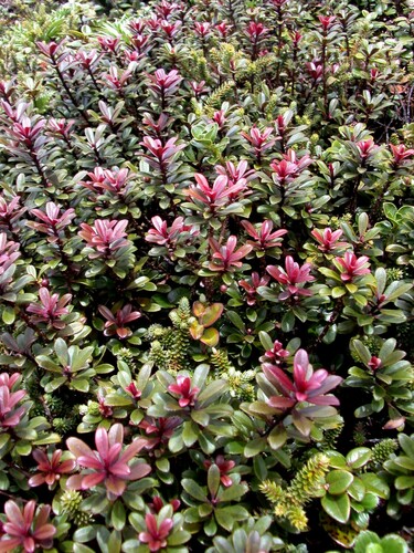 Myrsine vaccinioides