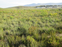 Leucadendron elimense vyeboomense