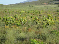 Leucadendron elimense vyeboomense