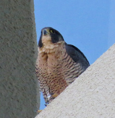 Falco peregrinus