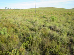 Leucadendron elimense vyeboomense