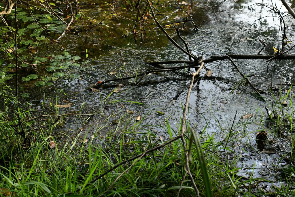 Nitella oligospira (Nitella oligospira)