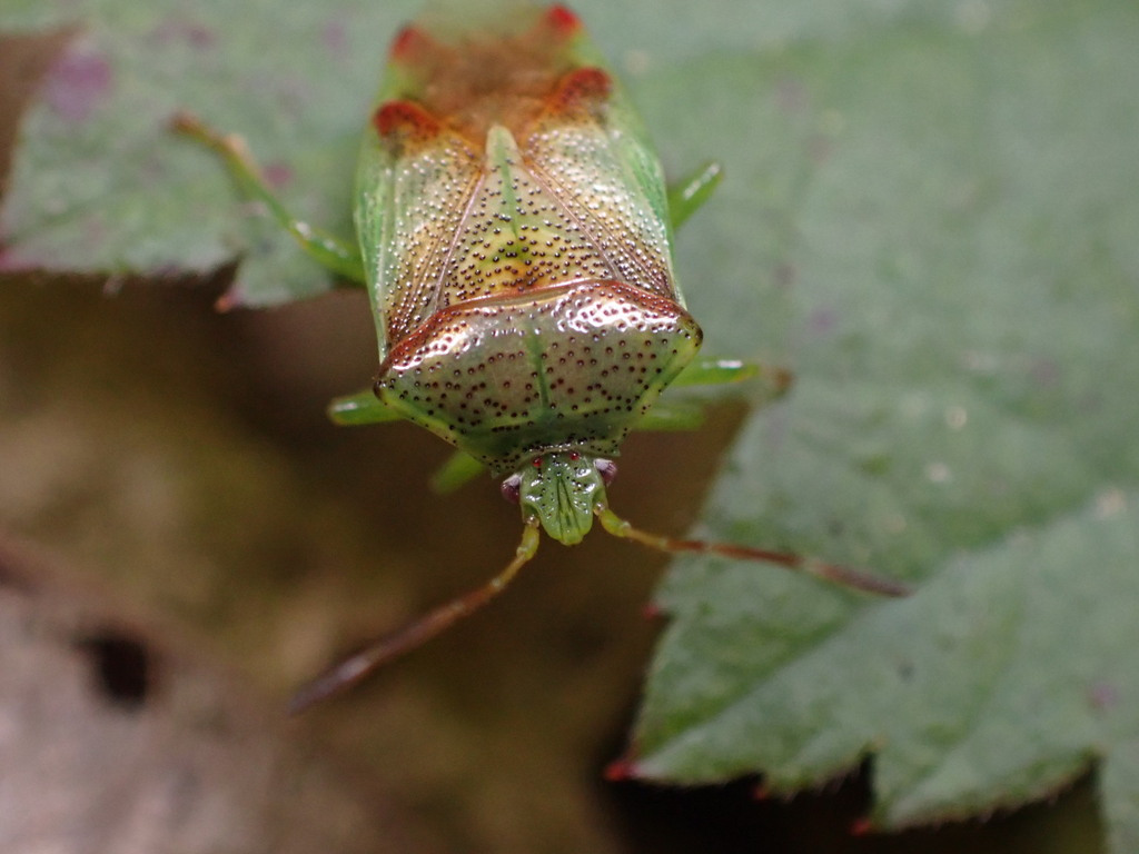 Red-cross Shield Bug in April 2023 by spinescence · iNaturalist