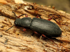Xylopinus saperdoides