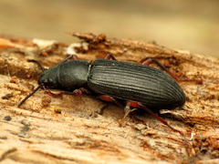 Xylopinus saperdoides