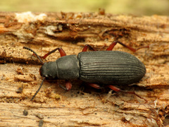 Xylopinus saperdoides
