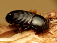 Uloma imberbis
