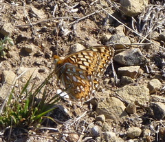 Speyeria callippe callippe