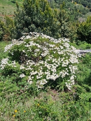 Argyranthemum pinnatifidum subsp. pinnatifidum image