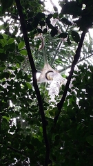 Dypsis tokoravina