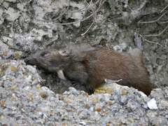 Oryzomys palustris