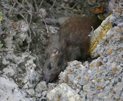 Oryzomys palustris