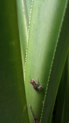 Guibemantis