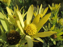 Leucadendron elimense vyeboomense