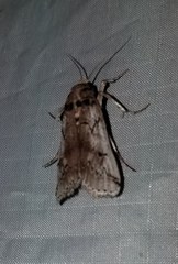 Melitara prodenialis