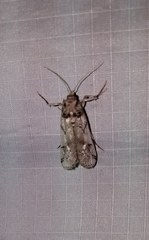 Melitara prodenialis