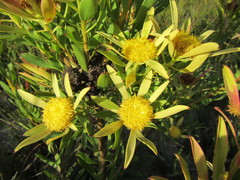 Leucadendron elimense vyeboomense