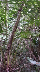 Dypsis pusilla
