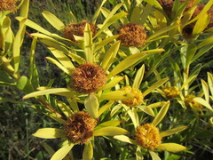 Leucadendron elimense vyeboomense