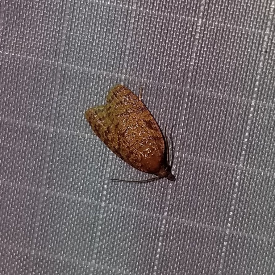 Sparganothis niteolinea